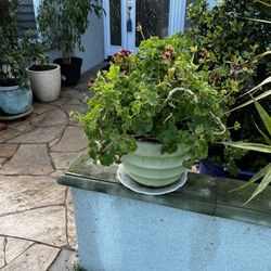 Flower and Pots 