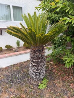 Mature Sago Palm