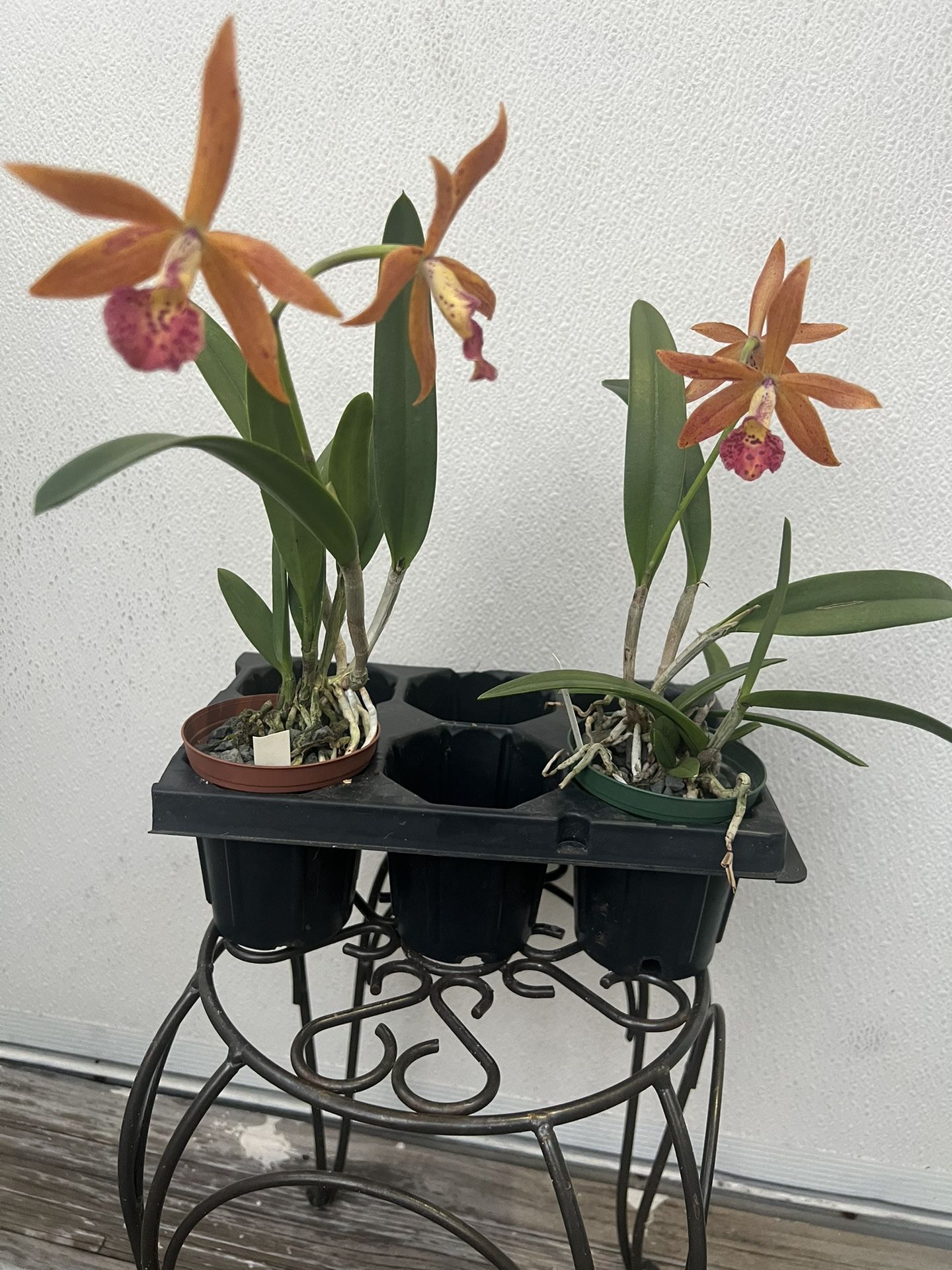 Brassocattleya Rustic Spots size 2.5”