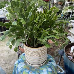 A pretty ceramic pot With healthy Thanksgiving cactus In Full Bloom
