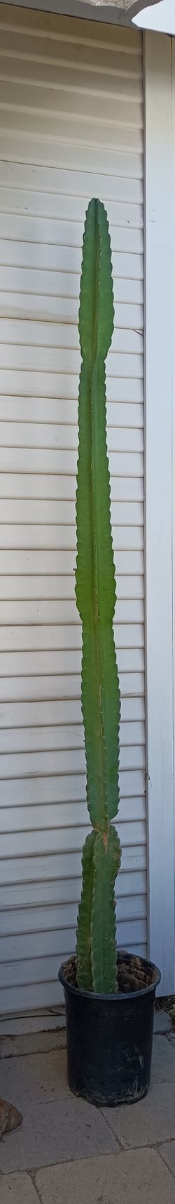 Peruvian Pear Stoic Cactus 8'-9 Feet High