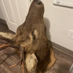 Head 
