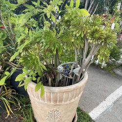 Plant With Big Planter
