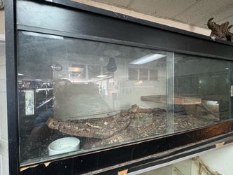 Large Black Framed Glass Reptile Enclosure