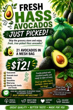 Fresh avocados