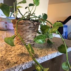 Pothos House Plant 