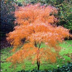 ‘Koto No Ito’ Semi Dwarf Japanese Maple Trees —