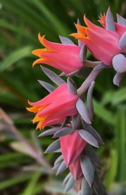 Echeveria  Beautiful Succulent In Cute 4.5"H Ceramic Pot. The first piks show the plant in bloom.