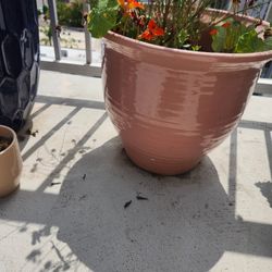 pink ceramic pot with assorted flowers growing 