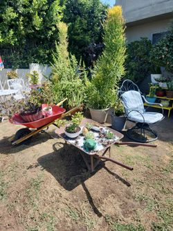 Big plant sale garden decor wheels burrows everything is for sale!!!!