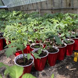 Tomato Plant Sapling Lot Organic Non GMO
