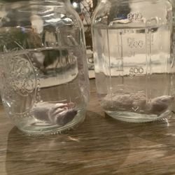 Taxidermy Wet Specimen Squirrel Kits!! $50 Each!! 