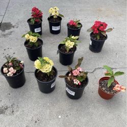 Different Crown Of Thorns (big Flower ) In One Gallon Pot 