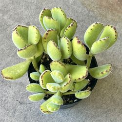 Bear’s Paw, Cotyledon tomentosa Succulent Plant