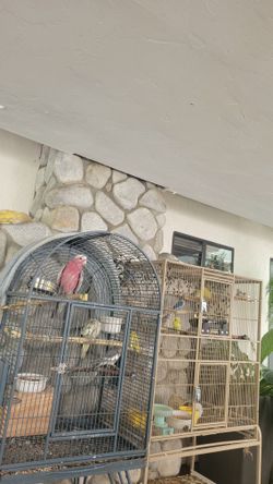 Two Bird Cages 125 For Both.