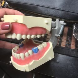 Dental typondant