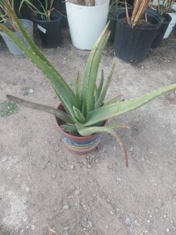 Aloe Vera $9