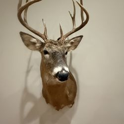 White Tail Buck