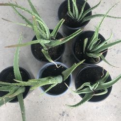 Aloe Vera Plants
