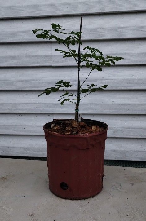 Moringa Oleifera Tree 