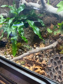 Reptile supplies