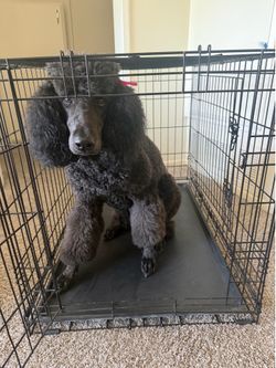 Frisco by Chewy. Double door collapsible dog crate