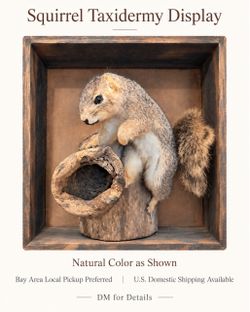 Squirrel Taxidermy Display on Wood Base