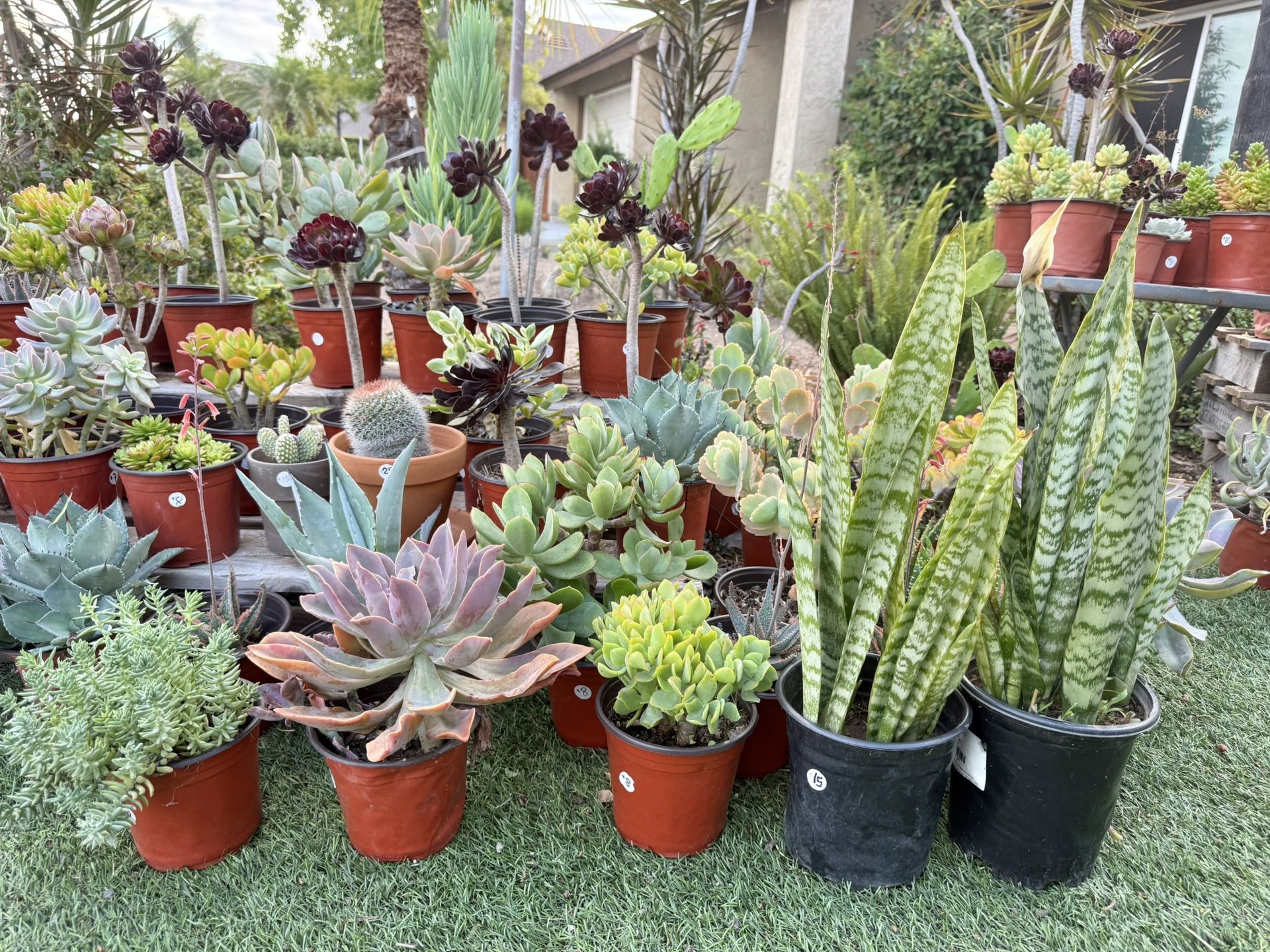 Variety Of Succulents Plants 
