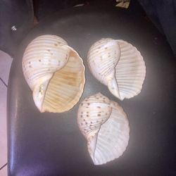 3 Natural Large Seashells 