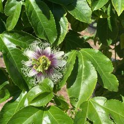Passion Fruit Yellow and Purple Vines