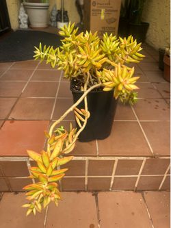 Yellow Succulent Plant