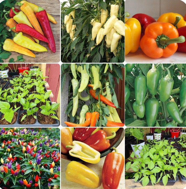 Organic pepper plants