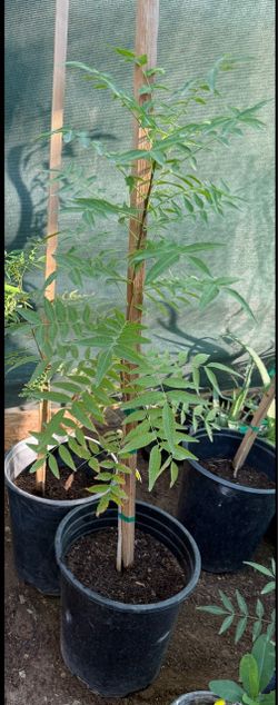 I have 4 Red Pistachio Trees in 5G, less than 3 feet tall, $35 and $30 each, firm price.