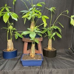 Bonsai Money Tree Plants In Ceramic Bonsai Pots-$25 each