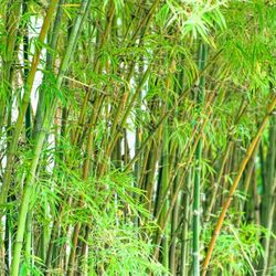 Bamboo Trees Free
