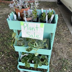 Plants For Sale!