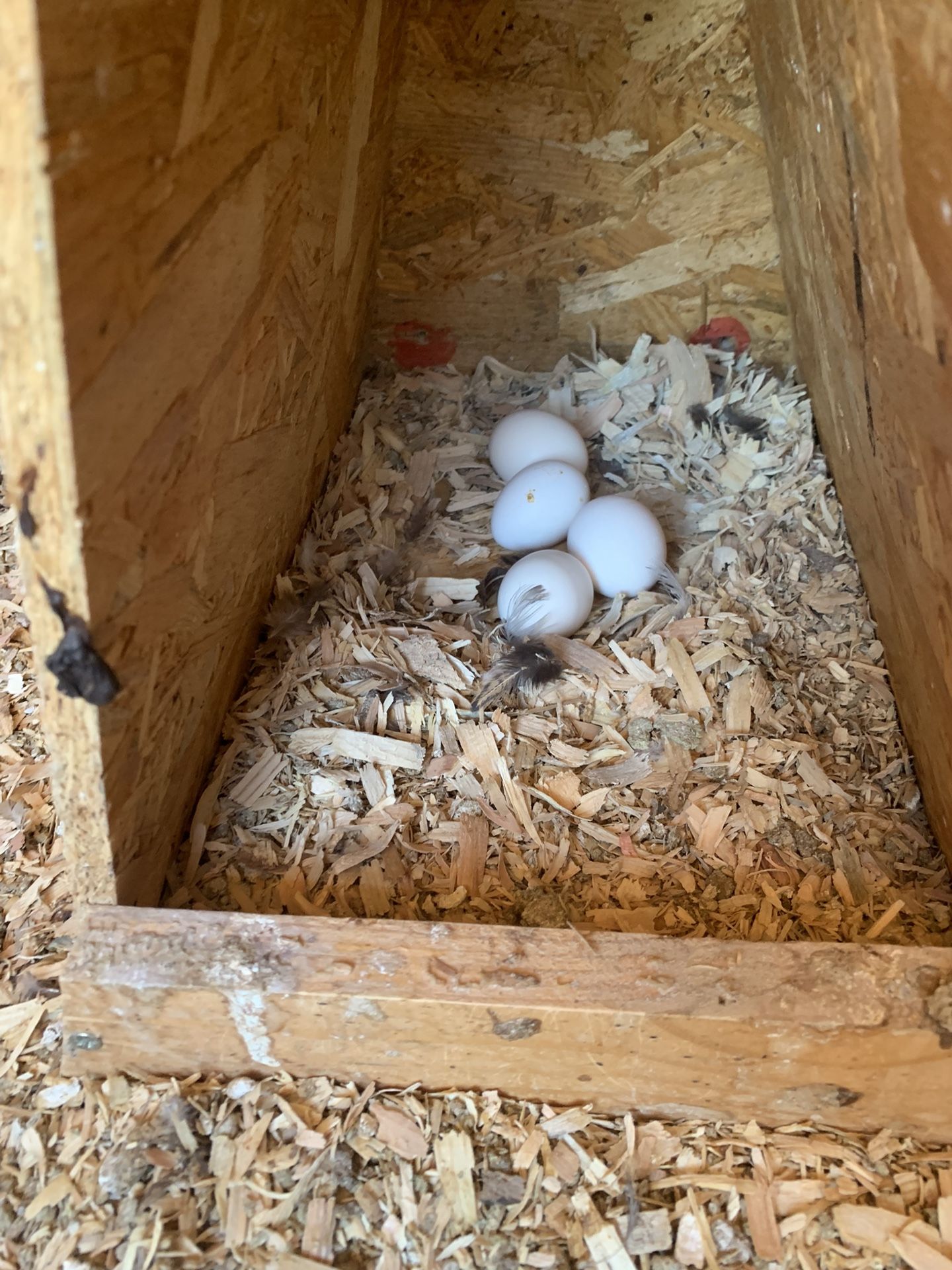 Bantam Chicken Hatching Eggs