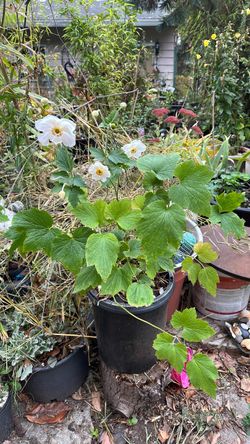 White Japanese Anemone