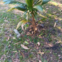 Fiji Coconut Palm