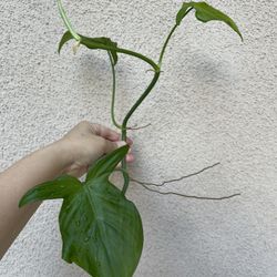 Philodendron Camposportaonum Top Plant CUTTING 