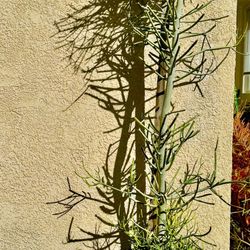 Tree. 7.3” Succulents Plant Tree