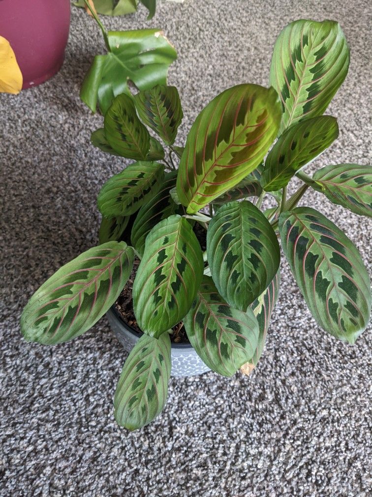 Prayer Plant + Pot