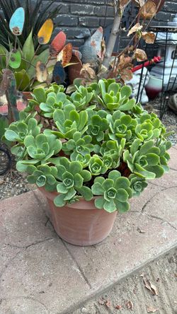 AEONIUM