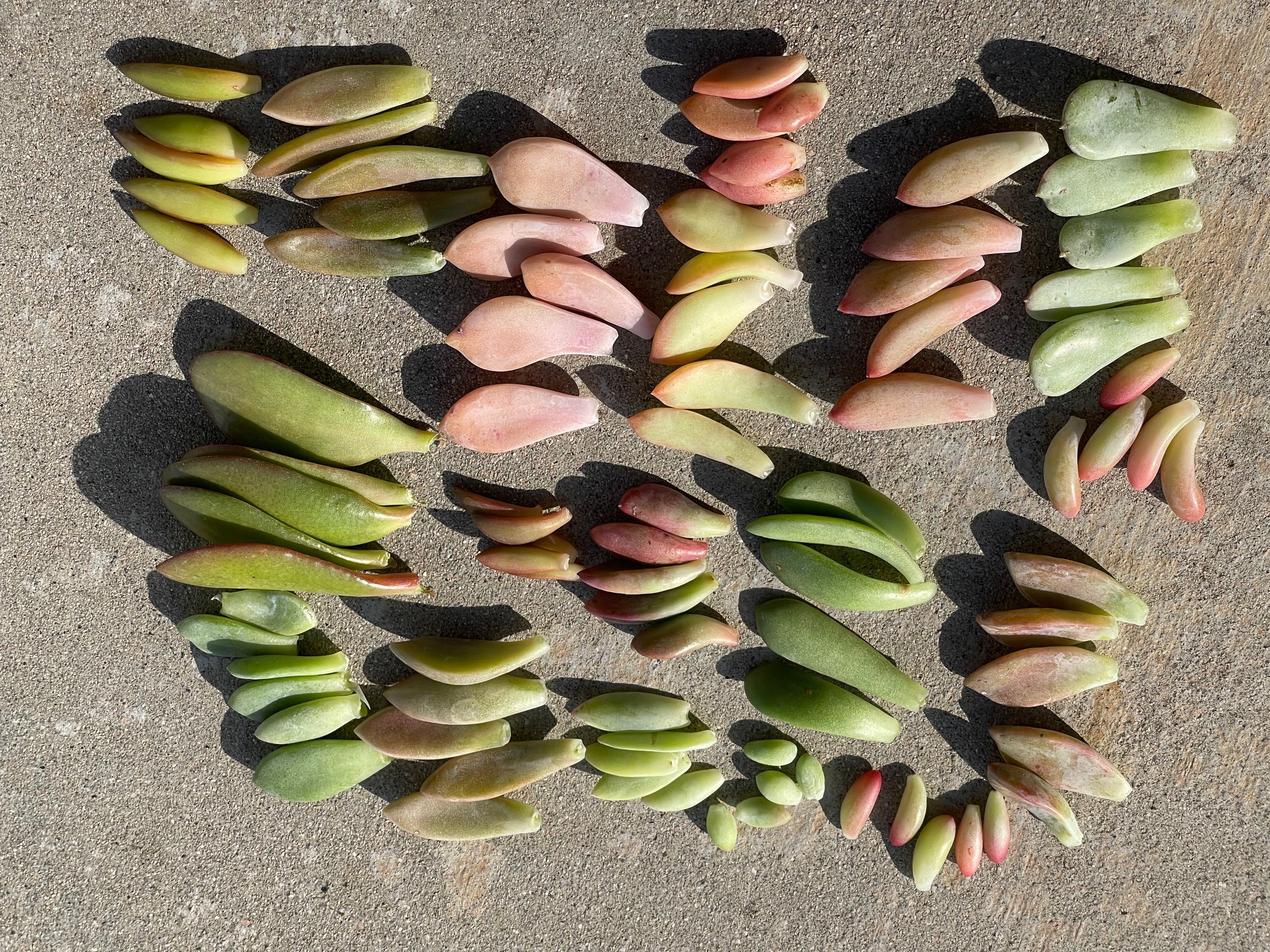 90-succulent-leaves