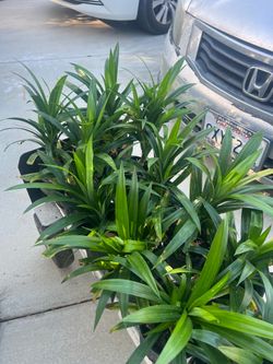 Pandan leaves trees