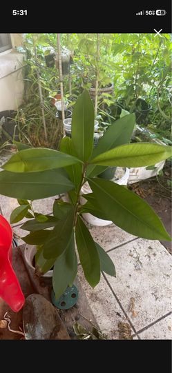 Java Plum Fruit Tree For Sale