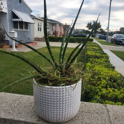 Fernwood MIKADO Snake Plant , 6" 