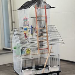 Re Homing Two Budgies With Cage And All The Accessories Great Condition 