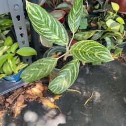 Madona Aglaonema