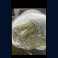 8 Inch Hybrid, Bamboo, Organic Cotton Queen Size Mattress